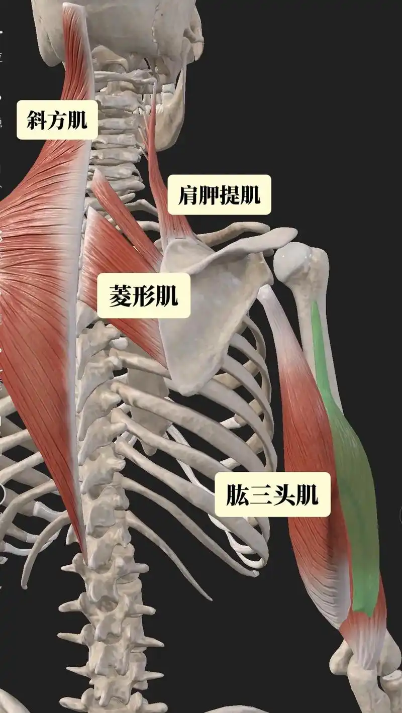 斜方肌#肩胛提肌#菱形肌#肱三头肌 - 抖音
