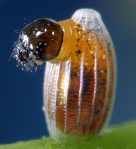 毛毛虫破茧而出惊人画面