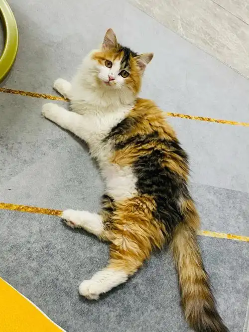 有人喜欢田园长毛三花吗