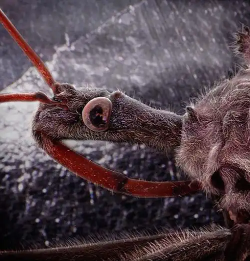 微观摄影揭露常见昆虫惊人异形面孔