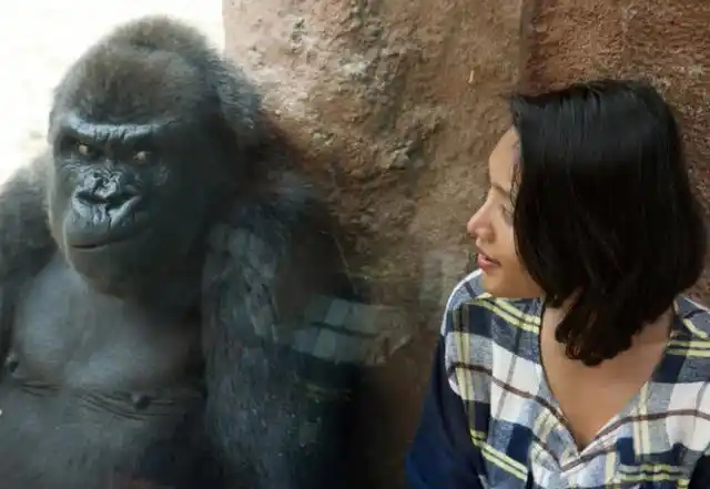 人类和黑猩猩能产生后代吗?女科学家以身试验,结果令人佩服!