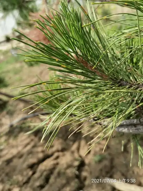3,松针褐斑病的症状及防治建议:栽树的技术很简单,用心去做好各个栽植