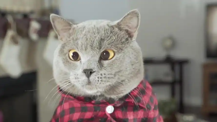 当精分猫麦克独自在家