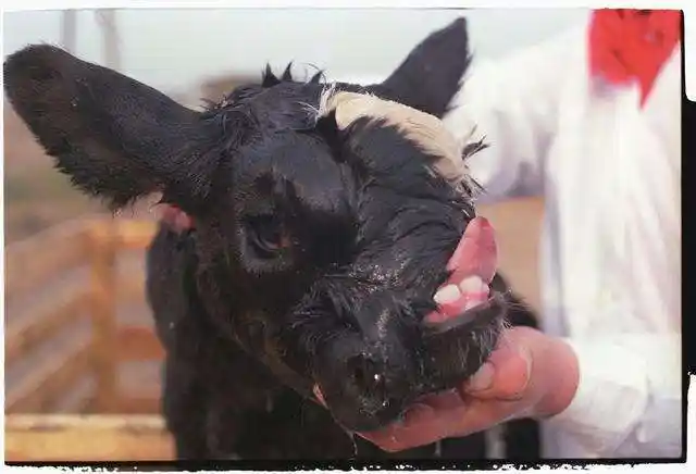 切尔诺贝利的动物变异揭示了核泄漏的影响