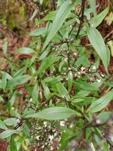 剑叶草!剑叶耳草!少年红!少年郎!千年茶!天然的凉