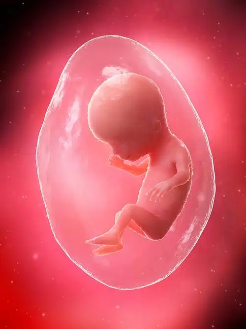 第14周胎儿,插图图片