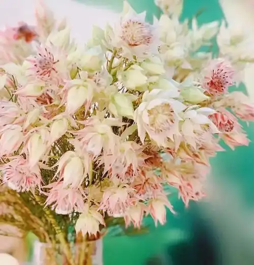 小仙女本命花进口新娘花花期长5支装