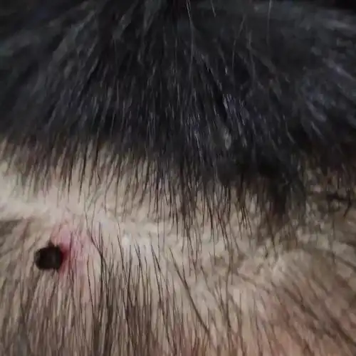 梅州人最近出门一定要小心这个东西!严重可致死!