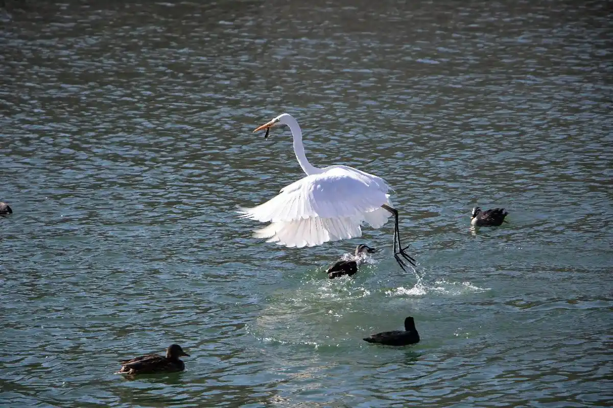 野生鸟类摄影 #抓拍瞬间 #汾河湿地公园白鹭 #2024年 - 抖音