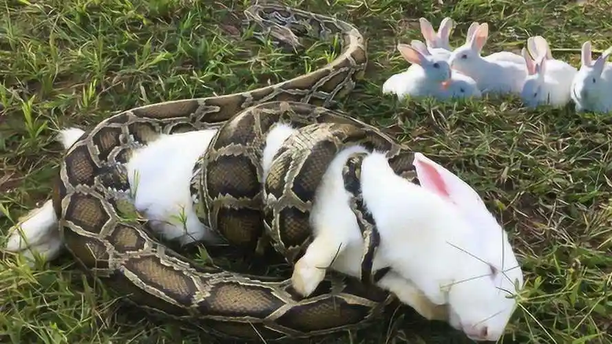小兔子遭蟒蛇缠住,生死关头被人类勇救,接下来发生的事让人惊讶