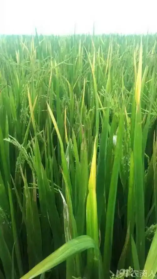 水稻缺钾,基部叶片从叶尖沿叶缘两侧向叶基部逐渐变黄或黄褐色,并逐渐