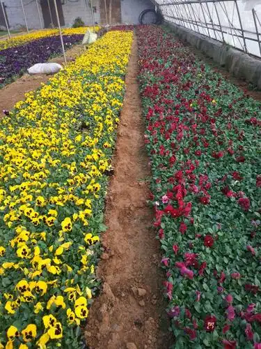 三色堇批发耐寒草花三色堇供应三色堇批发基地
