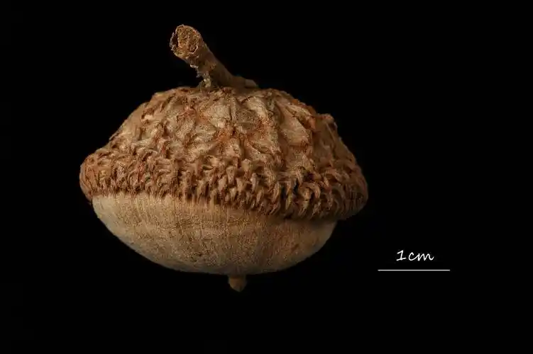 壳斗科的种子真的很有趣