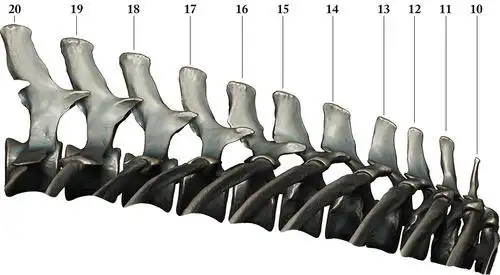 thoracic vertebrae