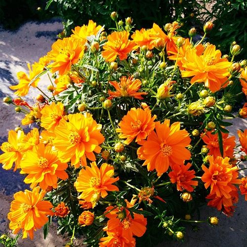 左家花园硫化菊种子黄波斯菊花种子黄秋英花籽 硫华菊种子四季易种 耐