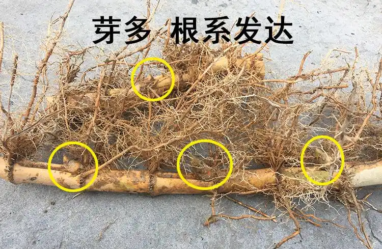 巨龙龙竹竹苗大型楠竹食用竹笋苗种种植毛竹绿植