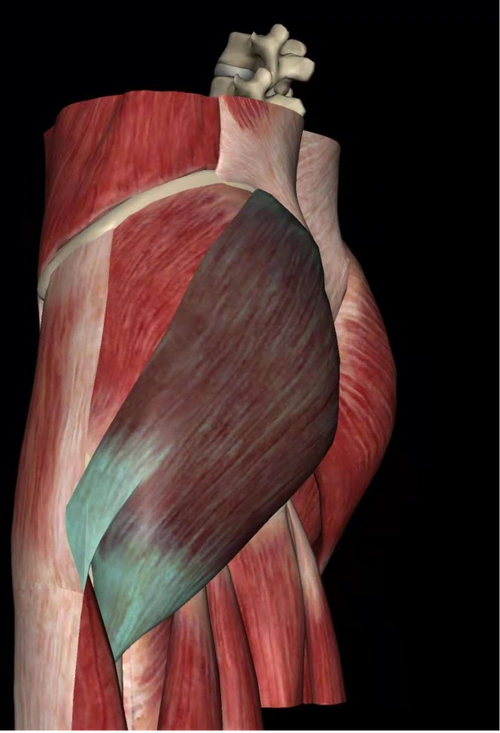 冲击波名人堂:迟冬清主任谈冲击波疗法在股骨大转子疼痛综合征中的