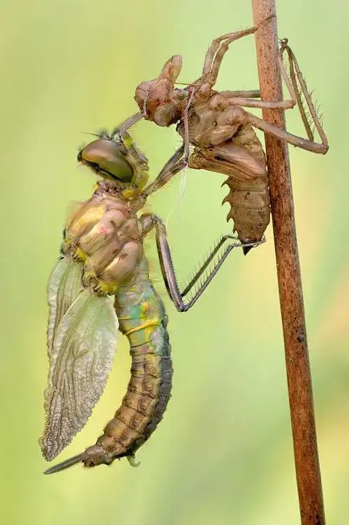 蜻蜓脱壳