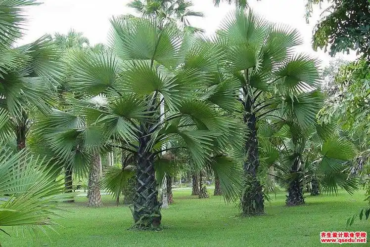 适宜成片种植的园林景观植物-棕榈
