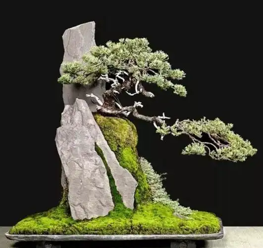 奇特的附石盆景,路遥的二十句话