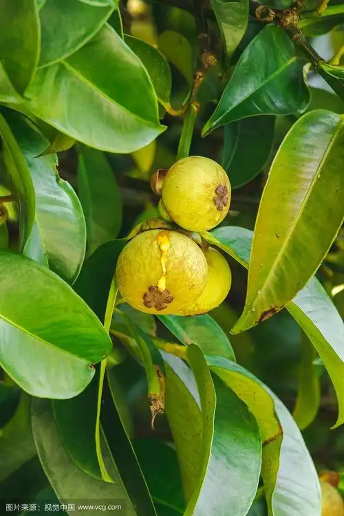 树上的山竹是泰国当地的一种水果.