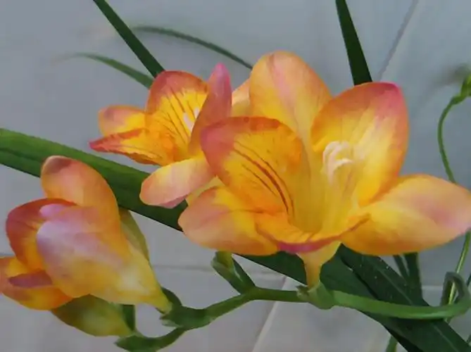 淡雅醉人香雪兰!