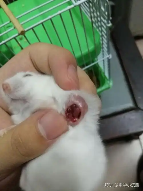 请大佬们帮忙看下,这个是仓鼠的香腺堵住了么?