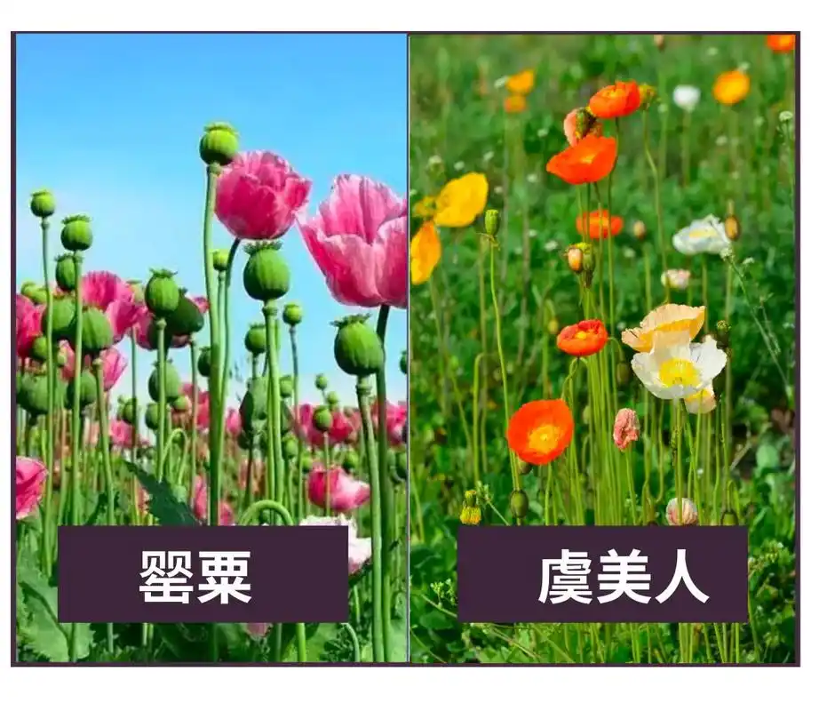 建阳检察潭检普法丨禁毒日这天花园里的花偷偷聊了起来