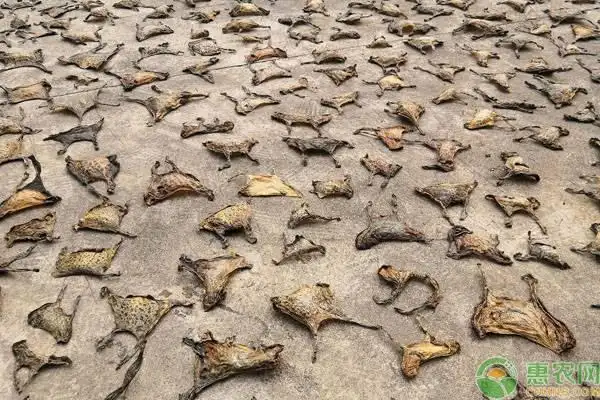 辰颐物语编辑部整理:干蟾皮多少钱一斤?蟾皮和蟾衣有什么区别?