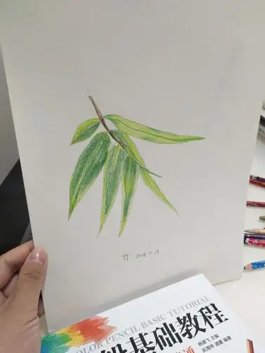 我的彩铅画记―竹 - 简书