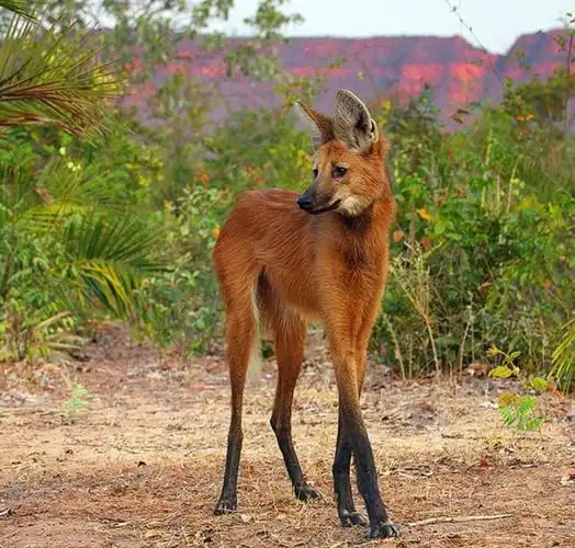 鬃狼—犬科动物中的长腿超模