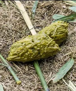 熊猫的便便居然有香味饲养员才知道的三个秘密