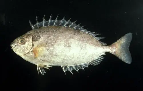 请问这是什么鱼,谢谢