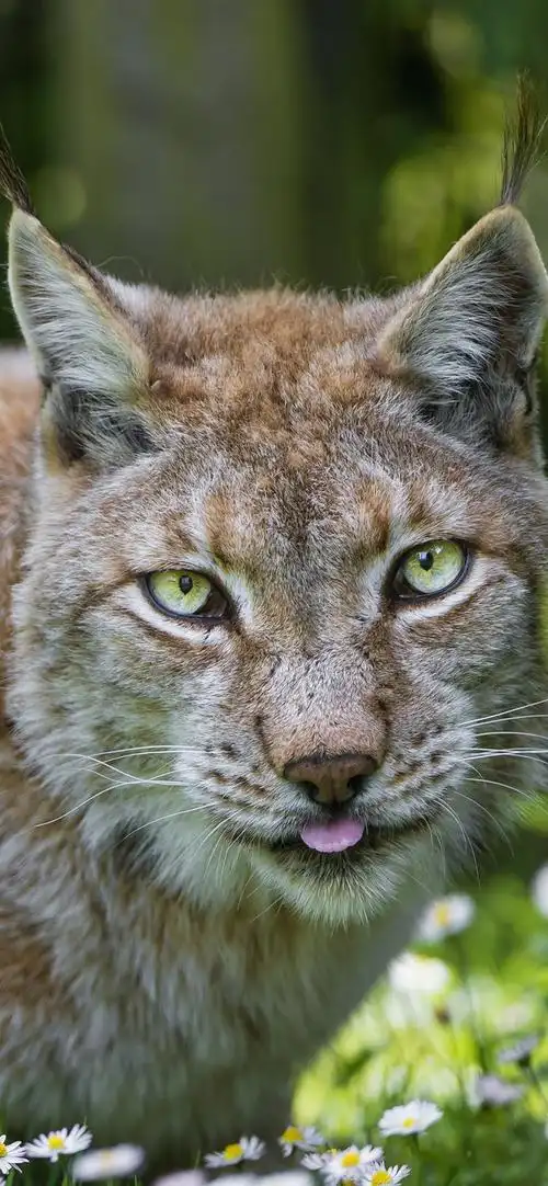 野猫,猞猁,白色的花朵 4k