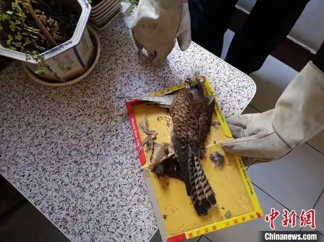 红隼追食麻雀双双落粘鼠胶受困 幸得森警解救|红隼|麻雀|鸟_新浪新闻