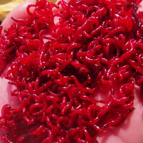 红虫活饵 鲜活鱼饵公虫大号特大号黑头公虫鲫鱼拉饵钓鱼血虫野钓 钰洛