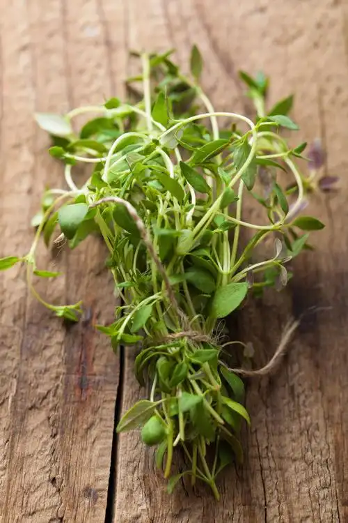 新鲜百里香,新鲜百里香