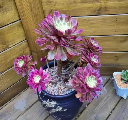 市场上经久不衰的8种多肉,颜值高不易贬值,新手也能养出好状态