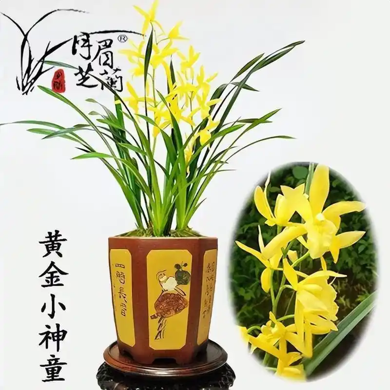 黄金小神童兰花,花色金黄,香气雅致,寓意美好