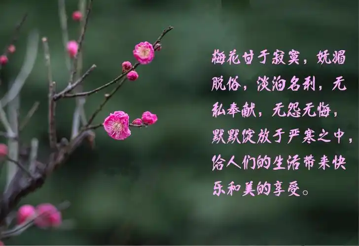 我喜欢梅花,喜欢它的坚强不屈,喜欢它的与世无争,喜欢它的淡雅朴素,更