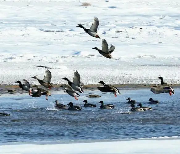 在苍茫蔚蓝的大海上,海鸭在自由地飞翔!