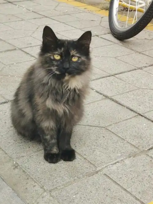 已领养石家庄长毛玳瑁猫无偿领养