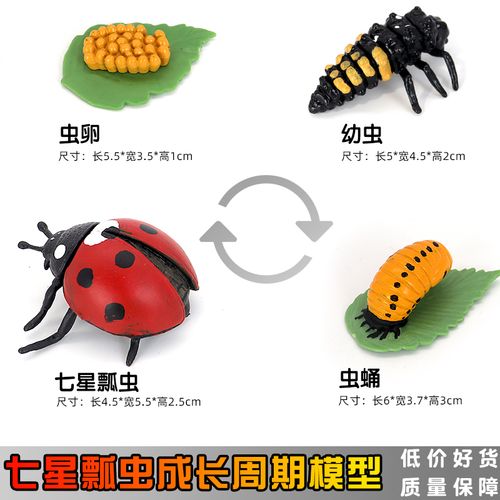 仿真昆虫动物七星瓢虫成长金龟子模型玩具塑胶儿童仿真
