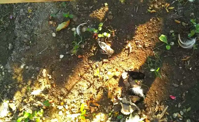 在院子里遇到蛇,会是怎样的体验?