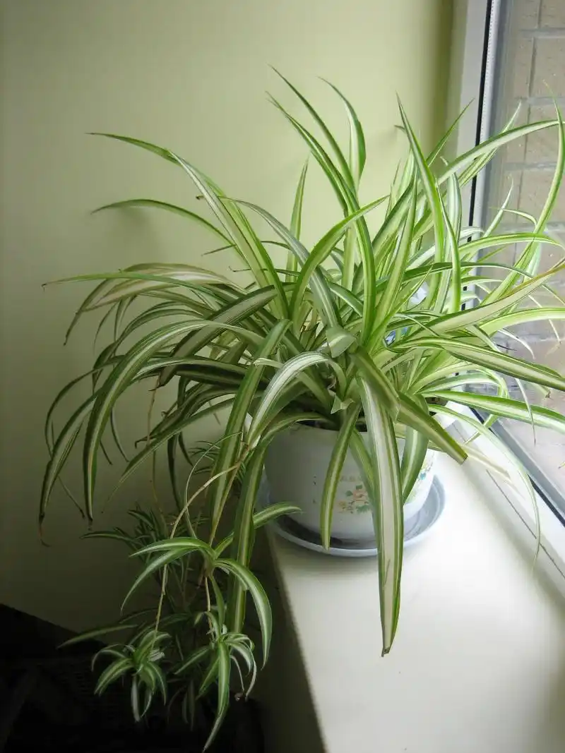 养吊兰,叶子3指宽,3个月长成瀑布!