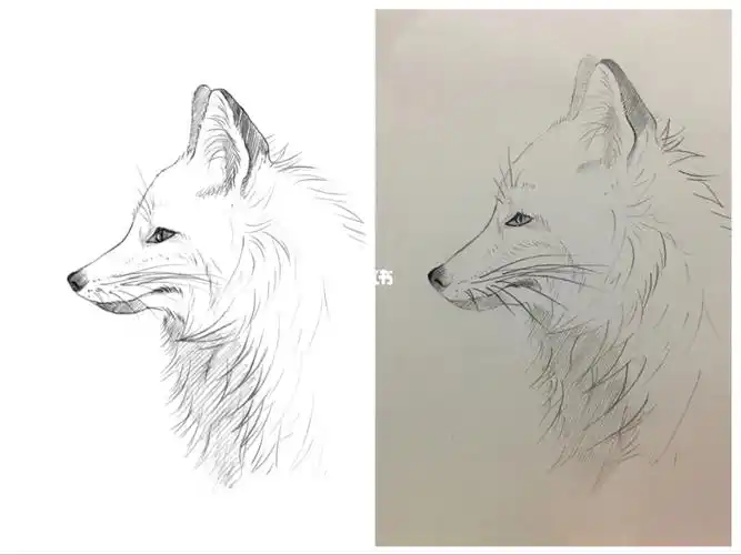 起型第三课练习侧面狐狸