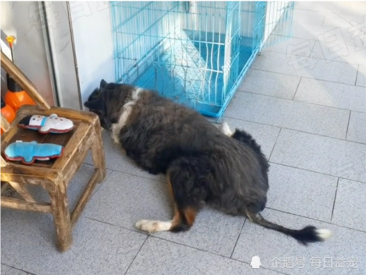 废弃厂狗狗轮着上(废弃工厂被流浪狗群一只一只上我)