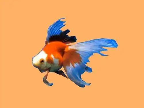 「秒懂百科」原来双线金银鱼长这样