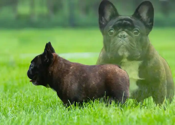 全球顶尖红虎斑法国斗牛犬超级种公展示