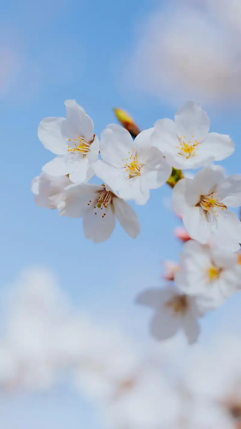 龙湖樱花风景手机壁纸